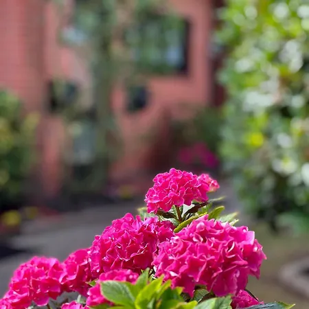 Herzmuschel Tinnum Sylt